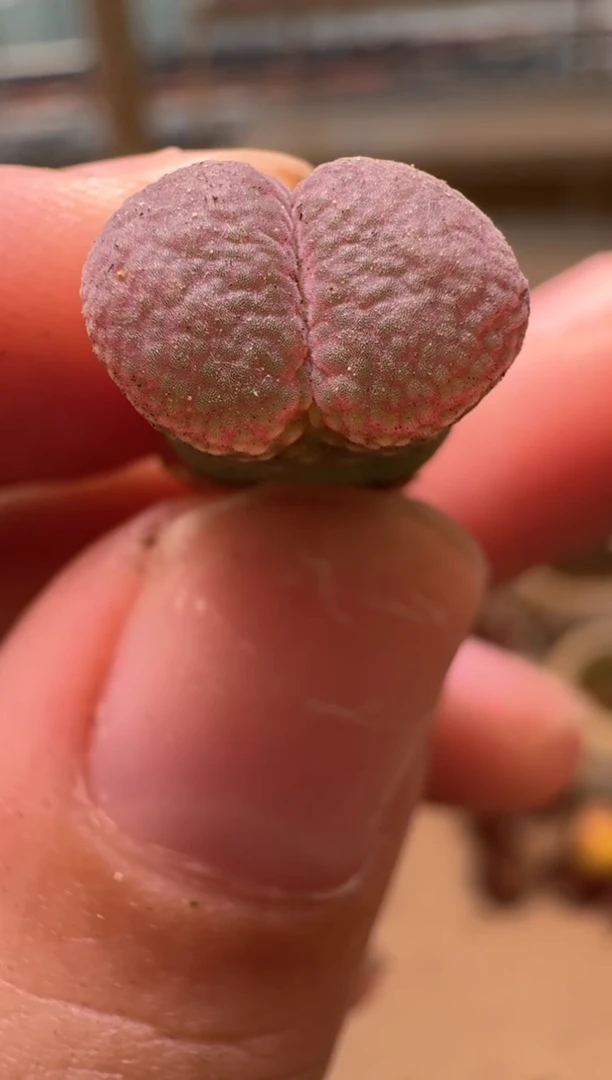 美丽的肉石头16-20