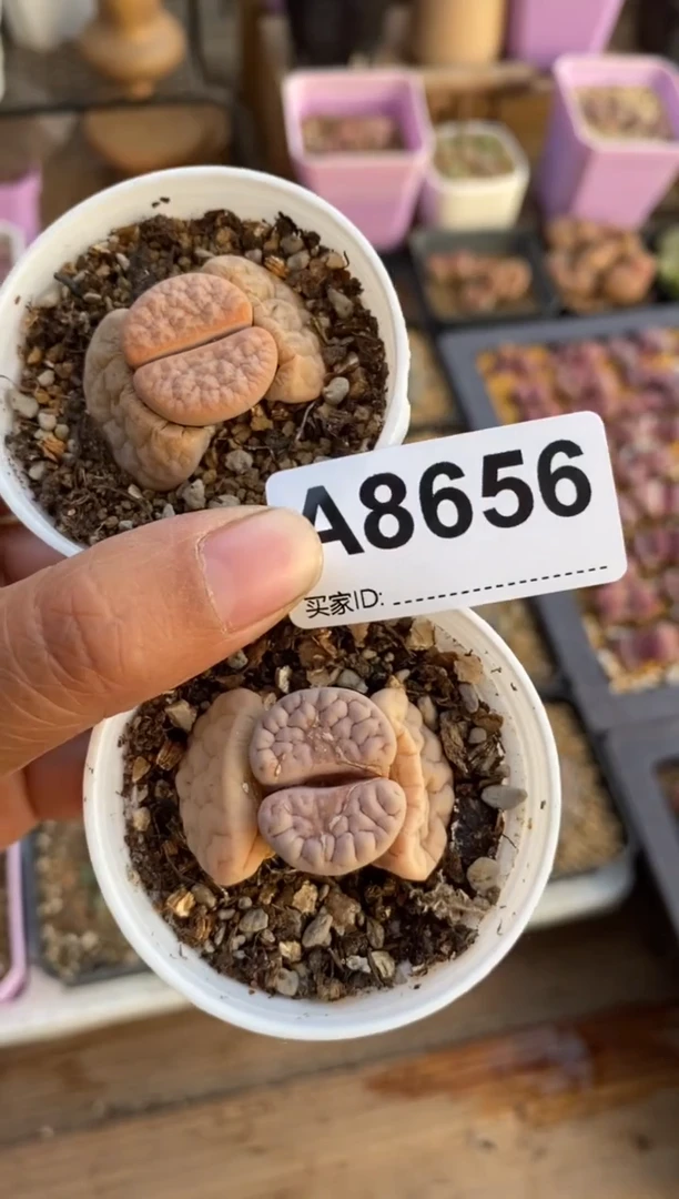 【闪购商品】8656直播一物一拍