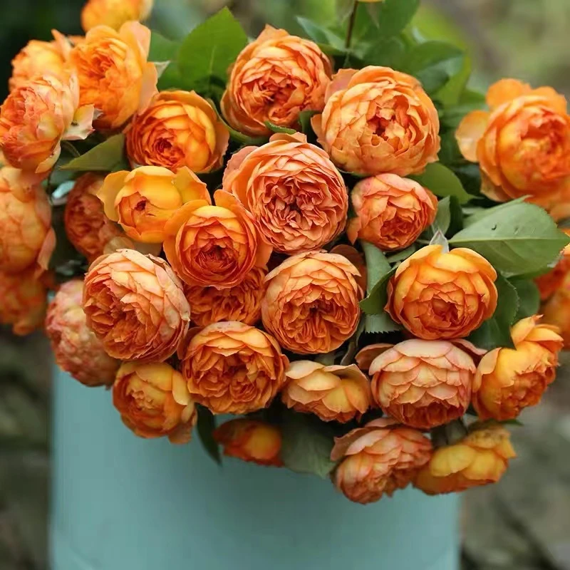 蜂蜜焦糖爬藤月抗性好爆花品种适合拱门花墙拱门四季开花耐寒耐晒