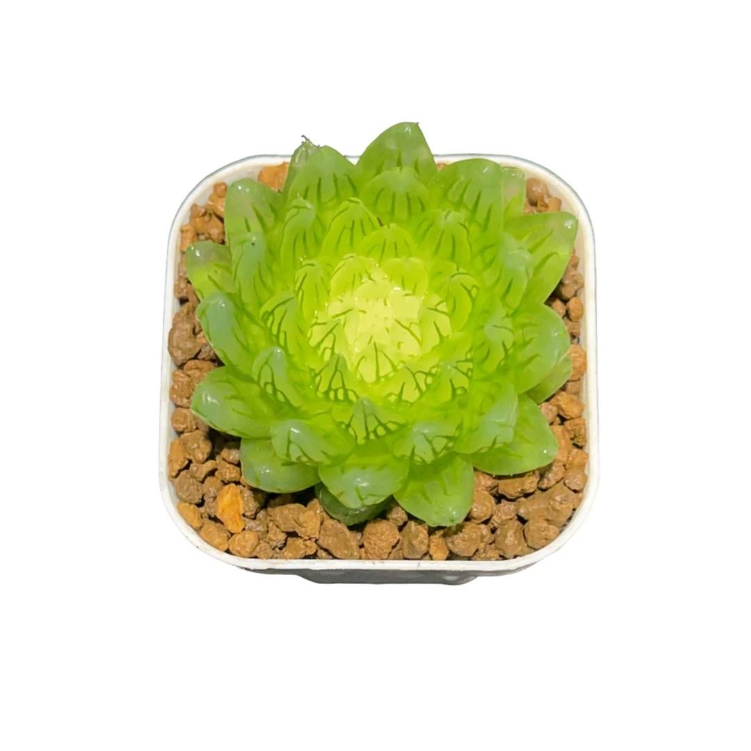 樱变女神玉露多肉植物室内阳台客厅小型绿植新手好养多肉玉露