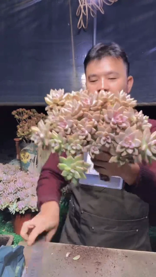191淡雪缀化一物一拍