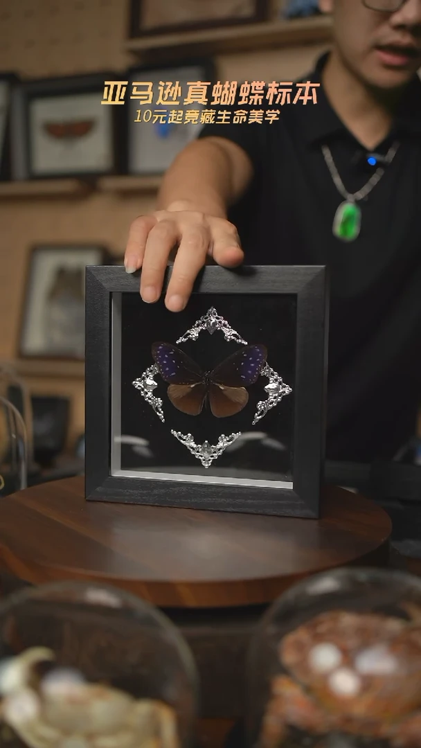 异型紫斑蝶巴洛克风格