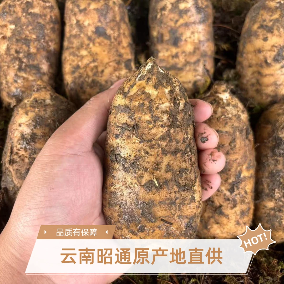 【云南昭通小草坝鲜乌天麻】（）源头产地可煲汤   高营养