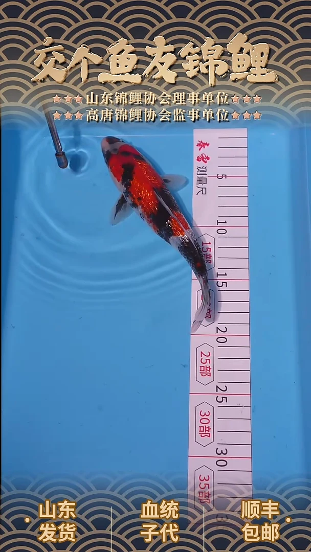 锦鲤21公分闪鳞昭和锦鲤