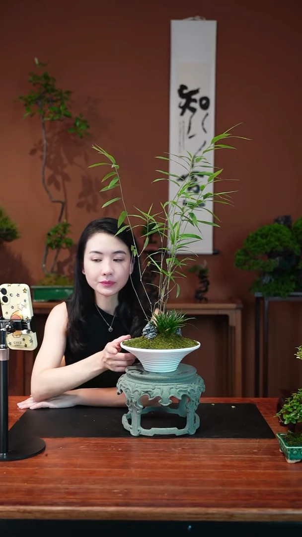 无花朵内门竹盆景盆景盆景