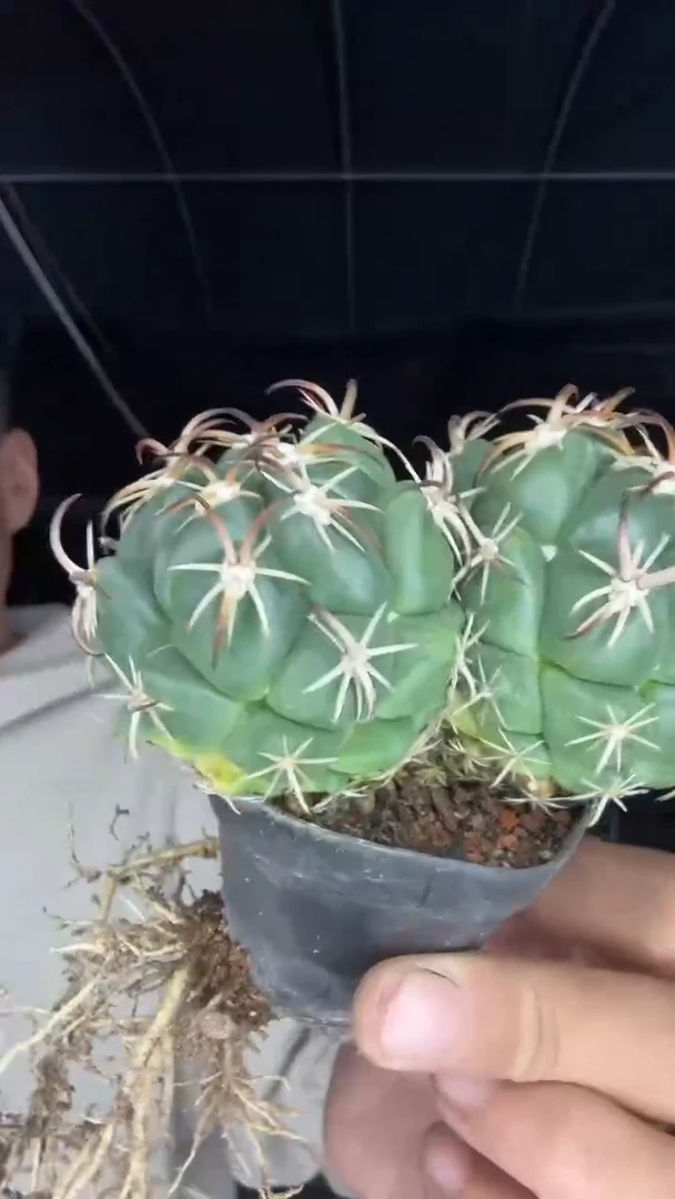 实生双头钢钉88.88