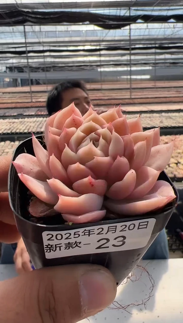 【闪购商品】新款多肉-23