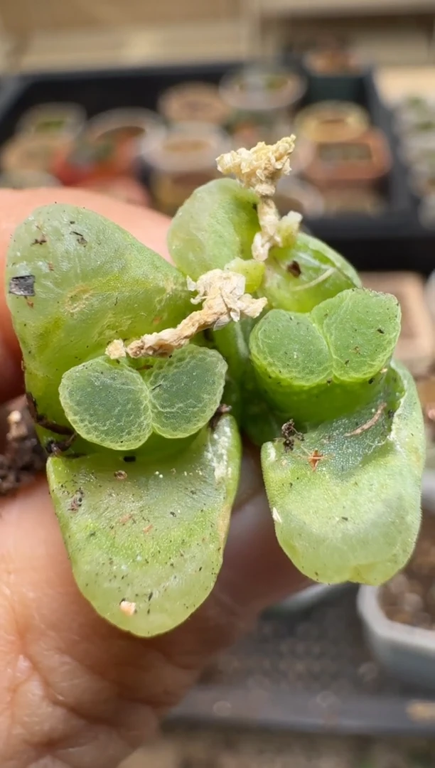 【闪购商品】2/4-139