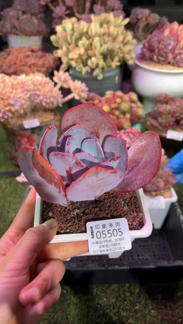 【闪购商品】05505