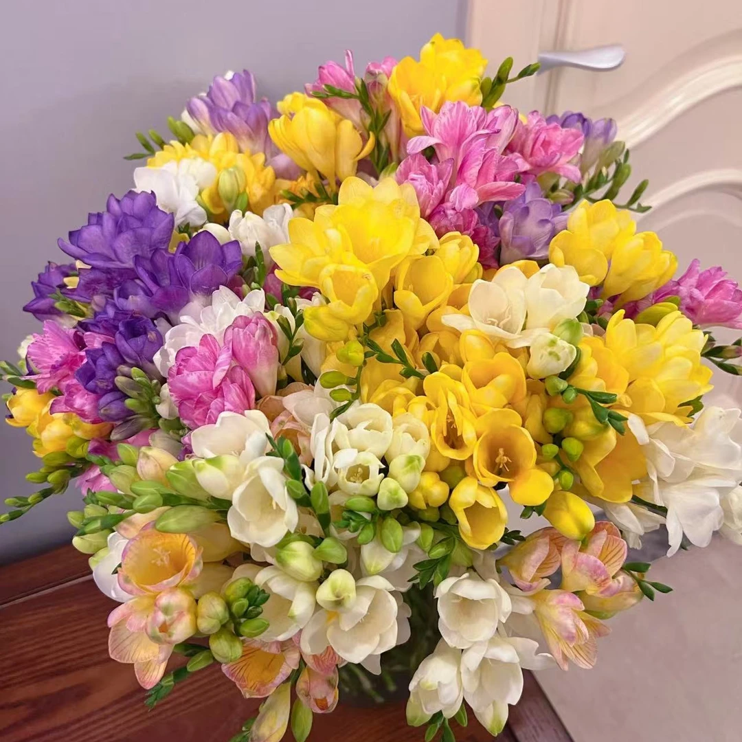 【胖胖】香雪兰 带花苞发货开花带香味