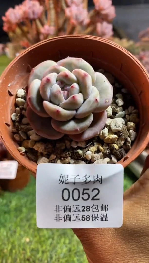 【闪购商品】0052a