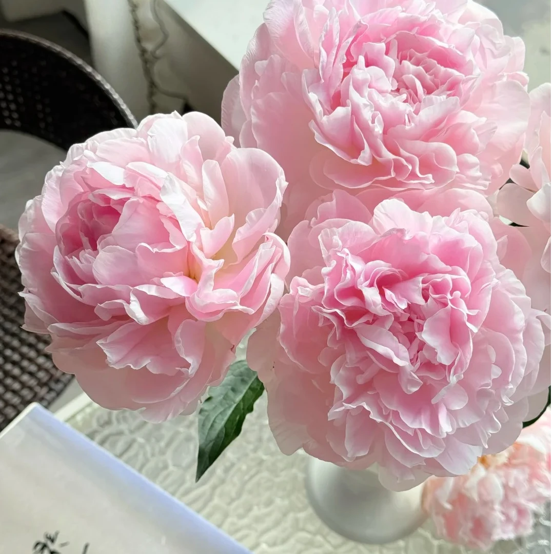 双十二【辉夜姬】进口芍药