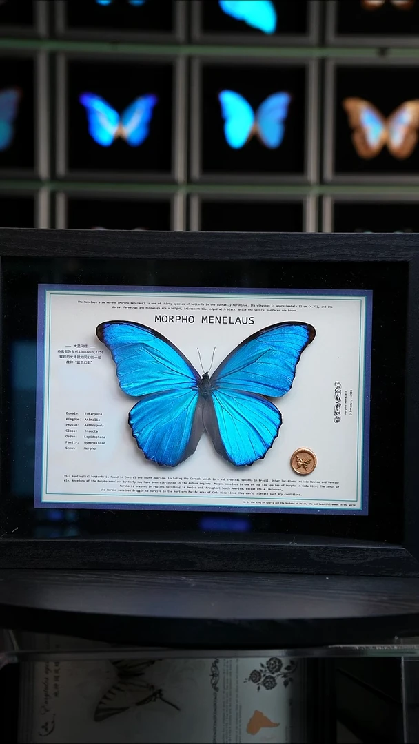 大蓝闪蝶新版本A4横版（带证书）