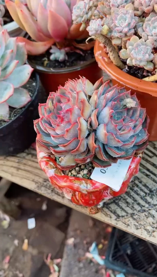 【闪购商品】23160