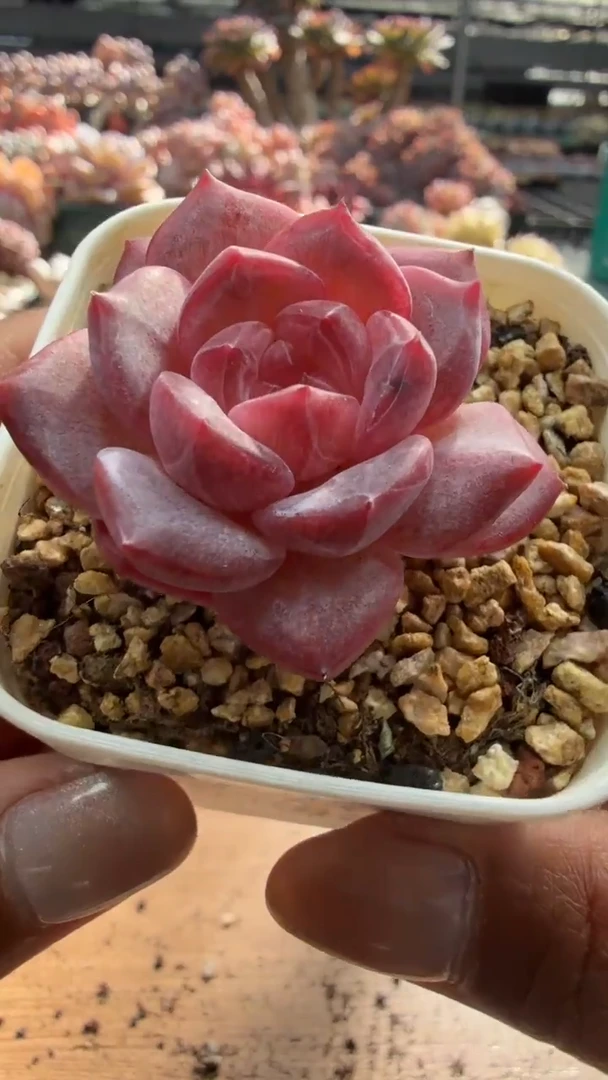 东云多肉园二店-241