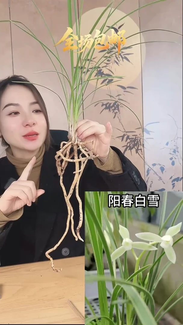 当前无花栽培后可以开花：阳春白雪