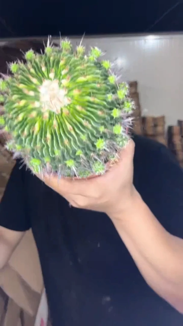 星巴克【带根】8-11cm