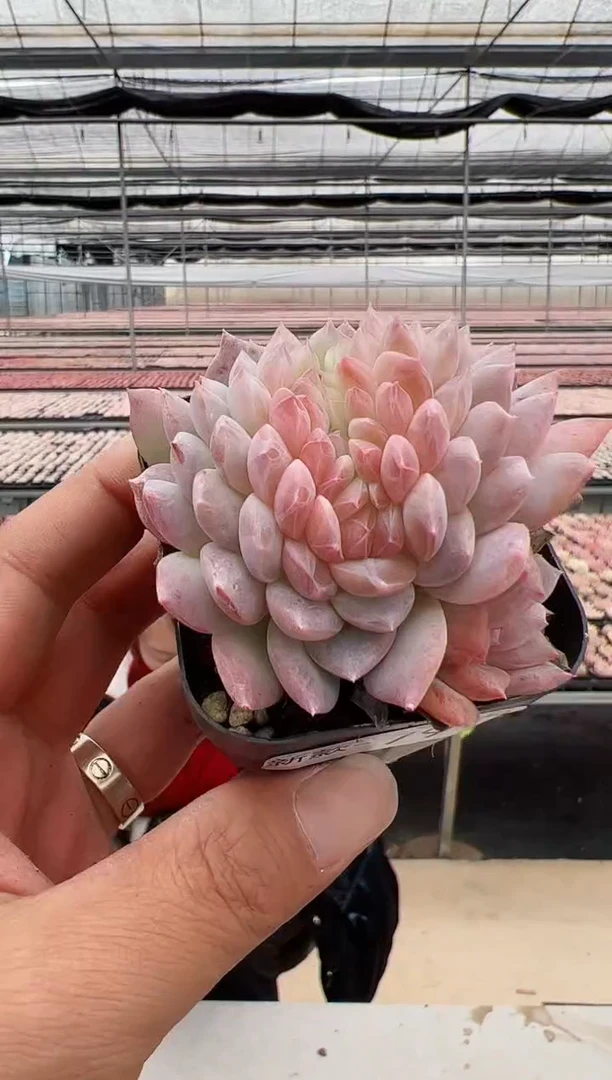 【闪购商品】新款多肉-79