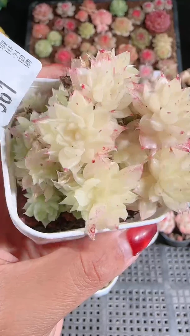 1208-361多肉群生不包整