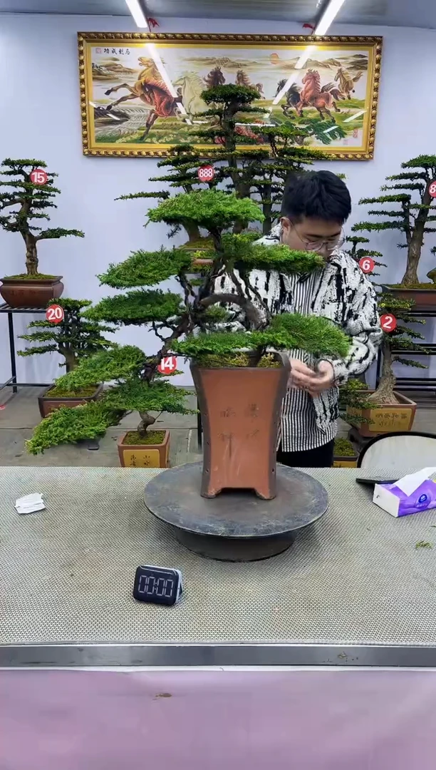 【闪购商品】八斗松/松类活物造型盆景，以直播间截图为啊啊啊
