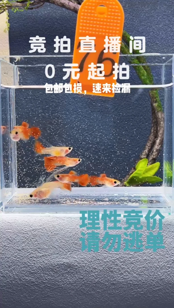 孔雀鱼红礼服玻璃猫三对编号76