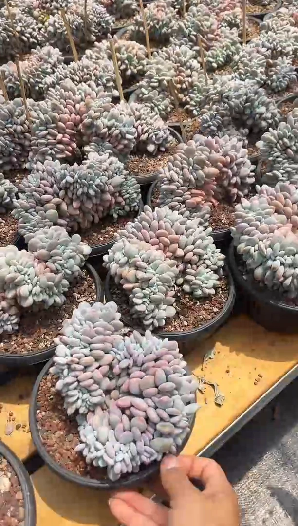 粉兔缀化（实生根）