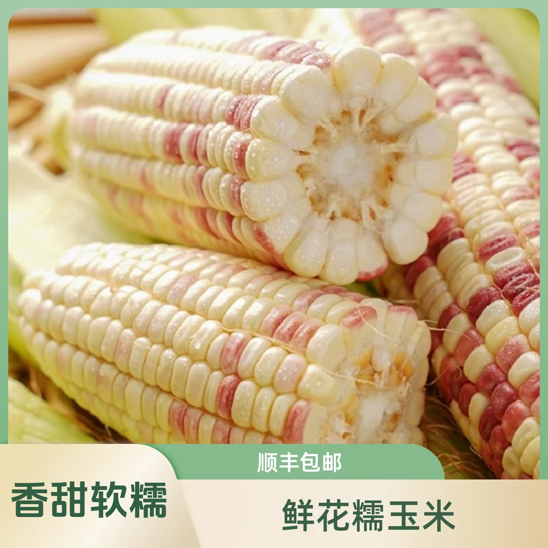 [禾田优选]崇明岛【新鲜花糯玉米】基地直发 香甜软糯 包邮到家3.3-3.5斤 坏果包赔花糯玉米上海市上海市