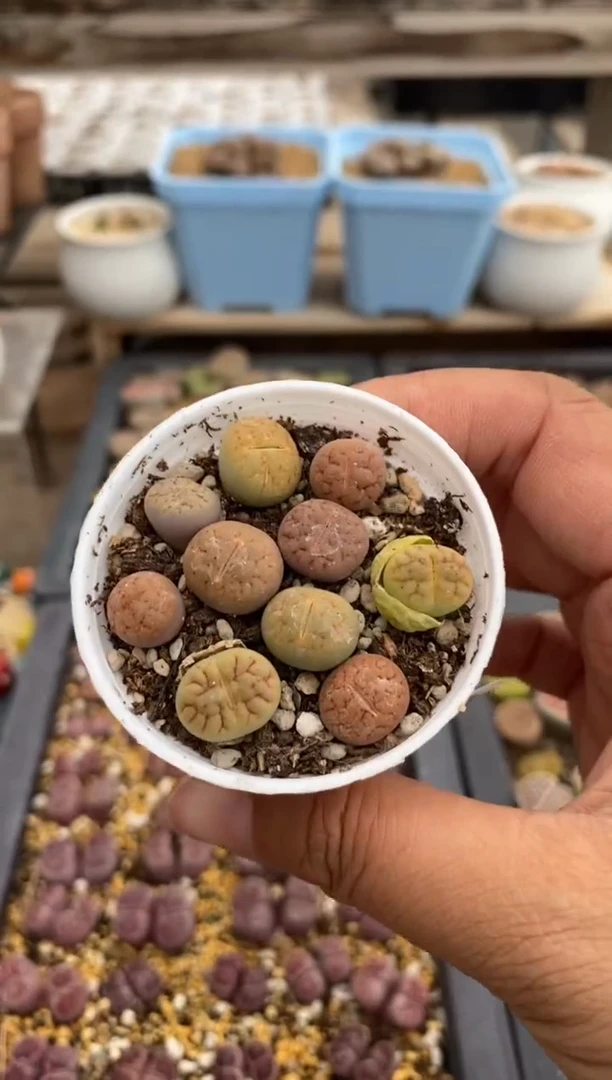 5280直播一物一拍