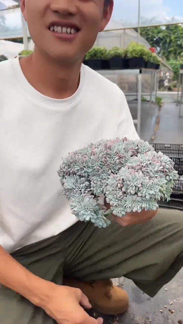 韩版海棠花缀化