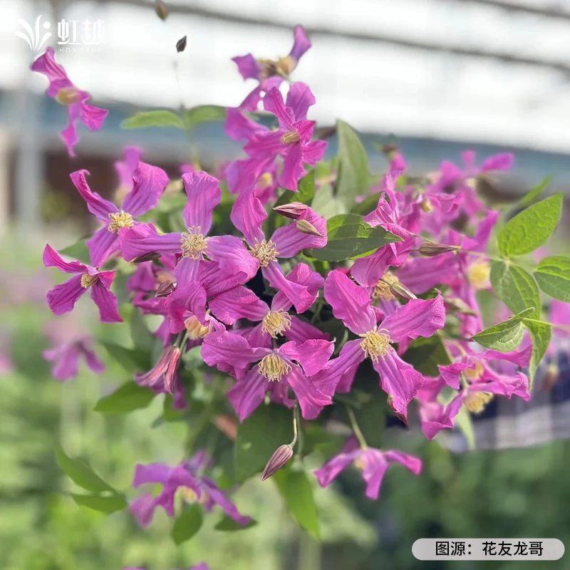 虹越 | 切花铁线莲哈库里灵感小苗盆栽耐寒爬藤多季耐寒好养花卉