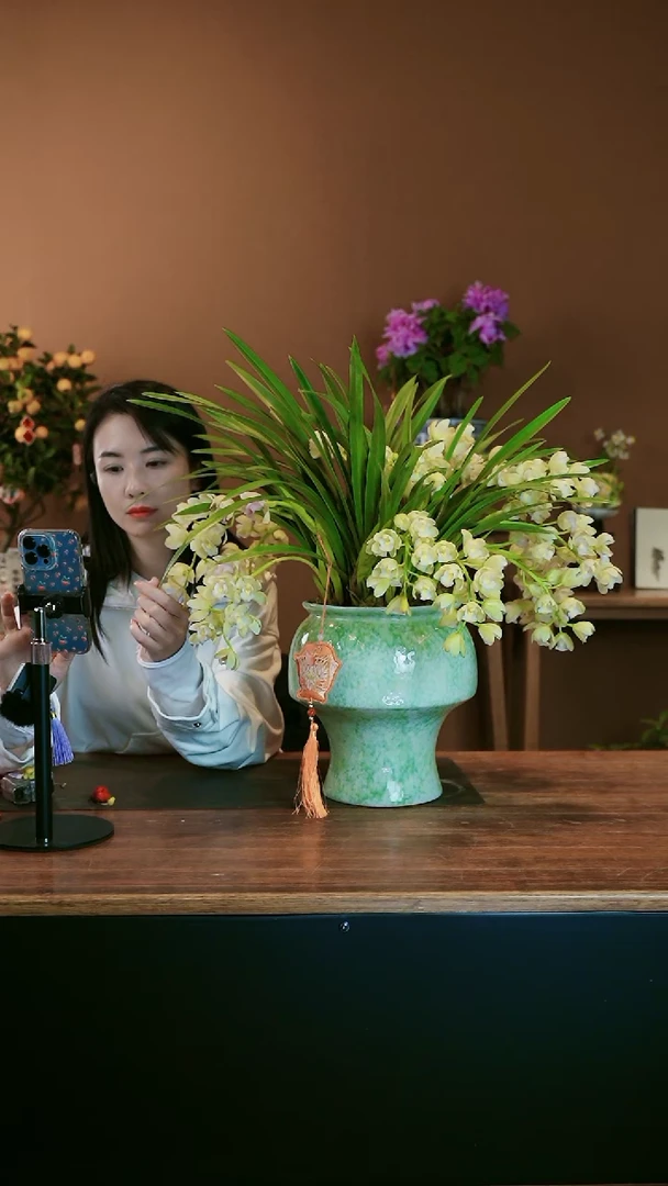 【闪购商品】盆景白玉香兰 绿