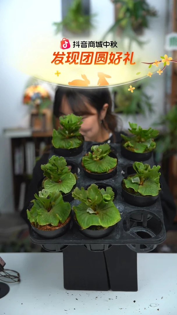 不开花植物侏儒银叶亚猴（随机发货）