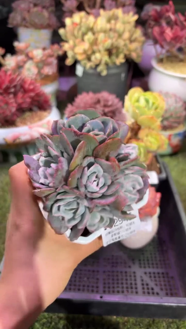 【闪购商品】02945