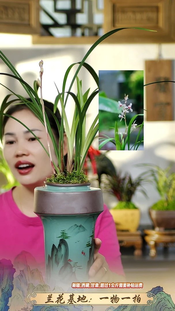 建兰花仙子带紫砂盆