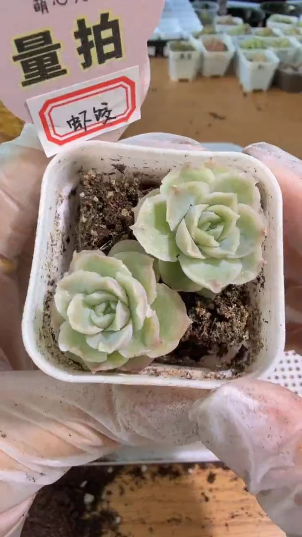 虾饺五方一盆 单双混 量拍混发