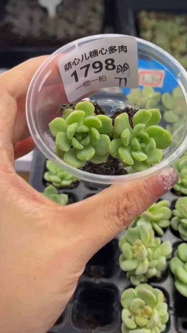 1798 明月T1多肉植物