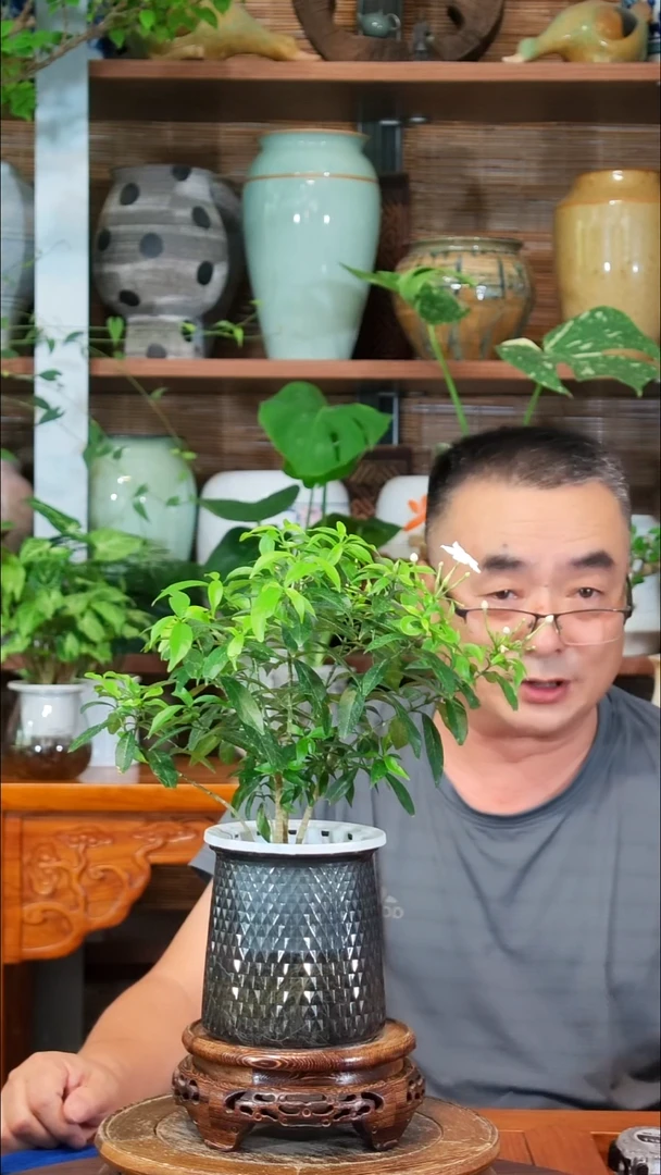 无花朵新*仕水之韵水培植物风车茉莉
