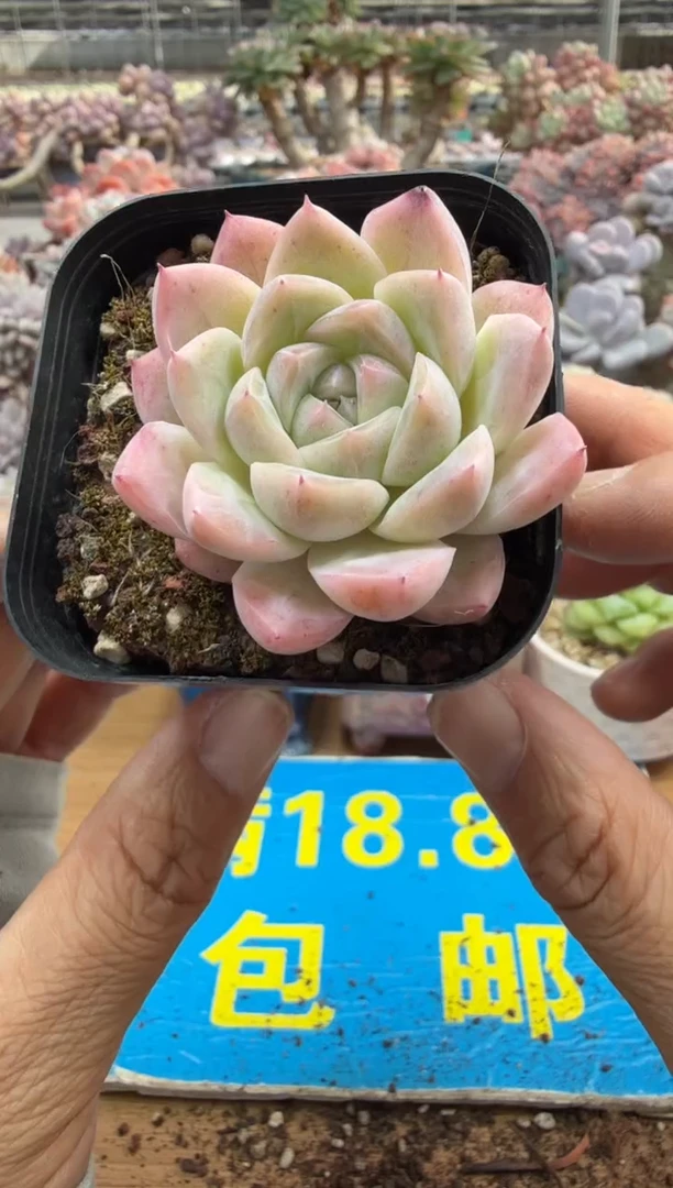 东云多肉园二店-566