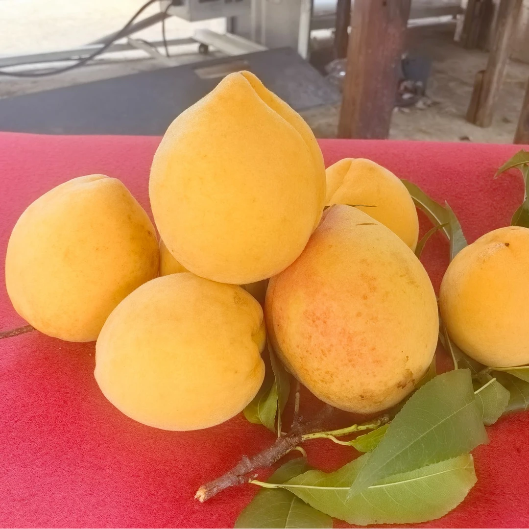 大围山黄桃10斤+土鸡蛋50个黄桃同城送湖南省