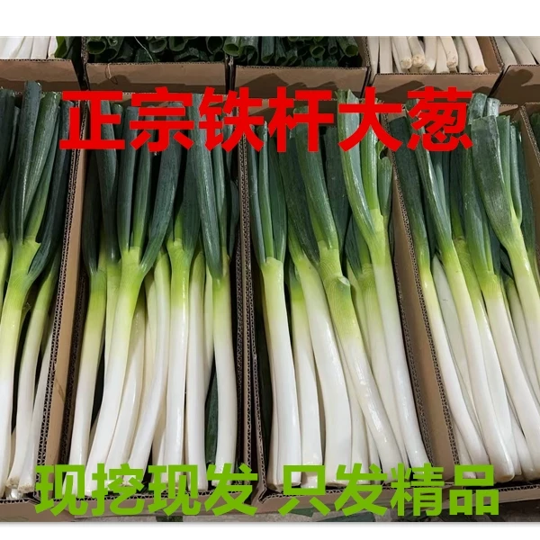 铁杆大葱2025年出口级新鲜大葱源头种植现挖现发干净葱源头直发