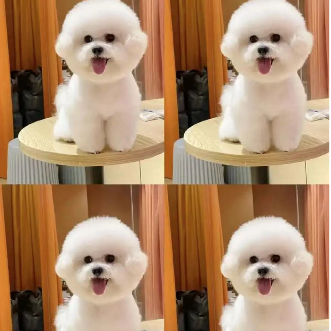 【聪聪萌宠】精品狗狗