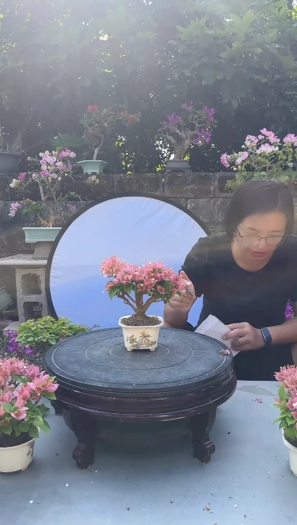 北**️三角梅塔橙三角梅