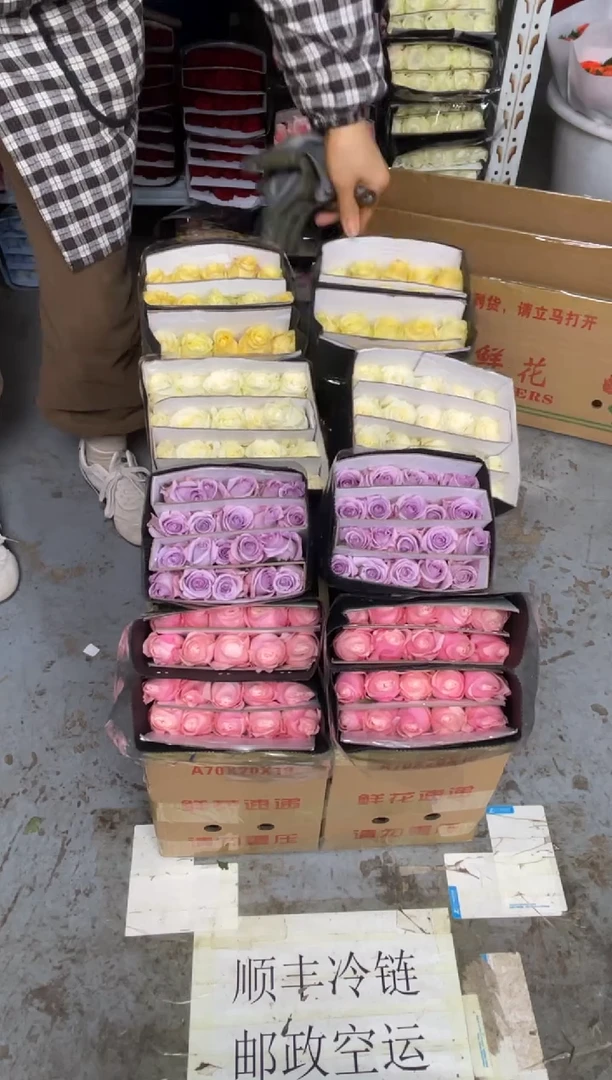 凯瑟琳20枝+海洋之歌20枝+骄傲20枝+奶油杯20枝