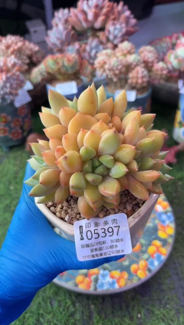 昆明印象多肉05397