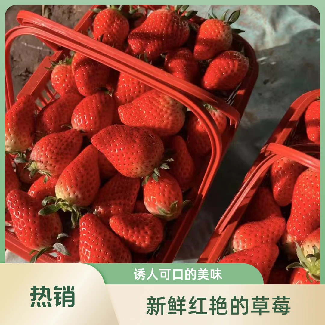 新年特惠【上海南汇本地奶油章姬草莓】900g奶油草莓香味浓郁章姬草莓中国大陆