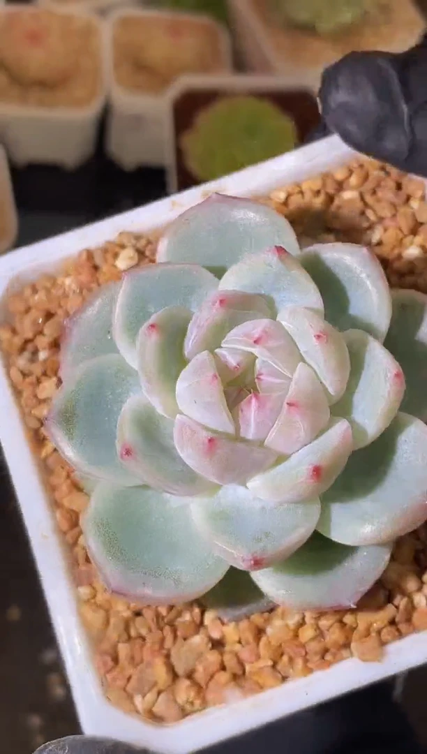 闪购2107 冰灵爆珠多肉一颗5厘米