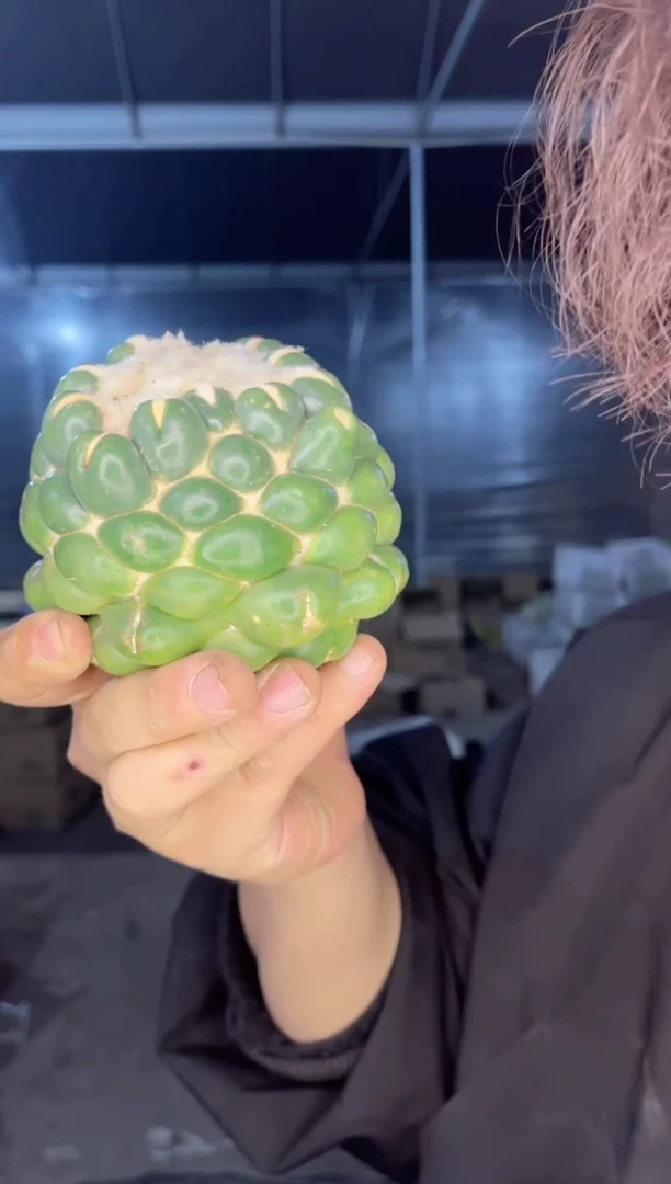 【闪购商品】蜘蛛眼 无刺象牙【无根】7-10cm