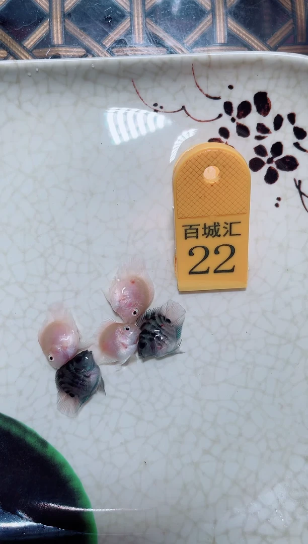鹦鹉鱼胭脂摩卡5条
