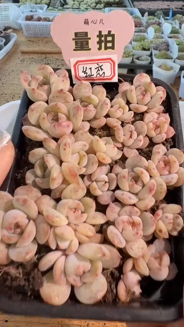 红恋 切糕1盒 量拍多肉植物