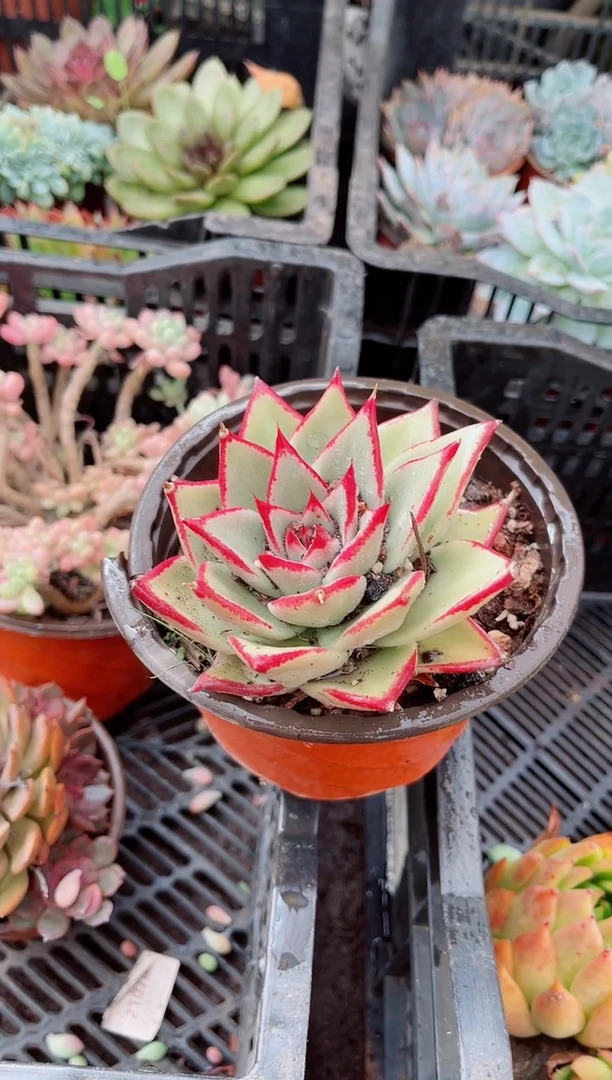小*鼠多肉植物一物一拍15120